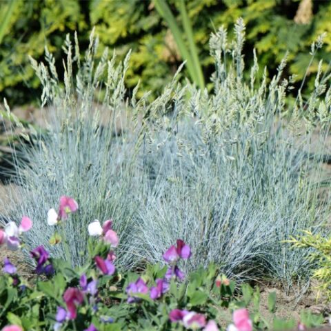 Festuca glauca "Blue Select" [Vaso 10cm]