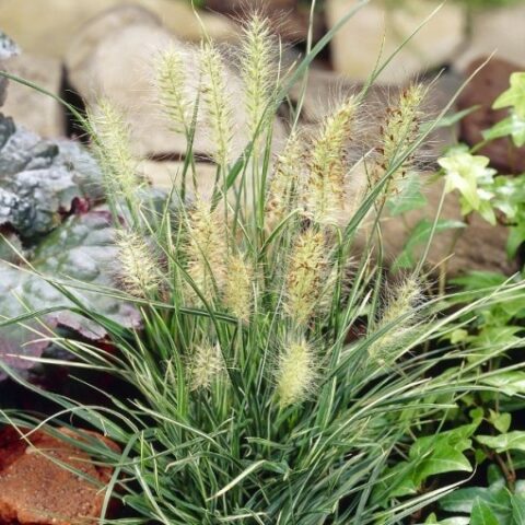 Pennisetum alopecuroides "Little Honey" [Vaso 10cm]