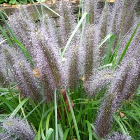 Pennisetum alopecuroides "Moudry" [Vaso 18cm]