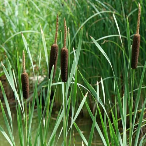 Typha latifolia (Tifa) [Vaso 9cm]