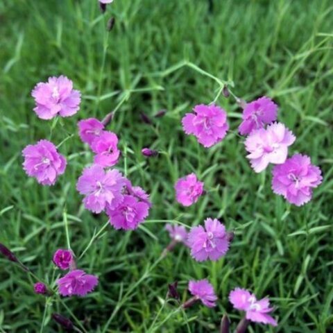 Dianthus gratianopolitanus "Richard Gibbs"