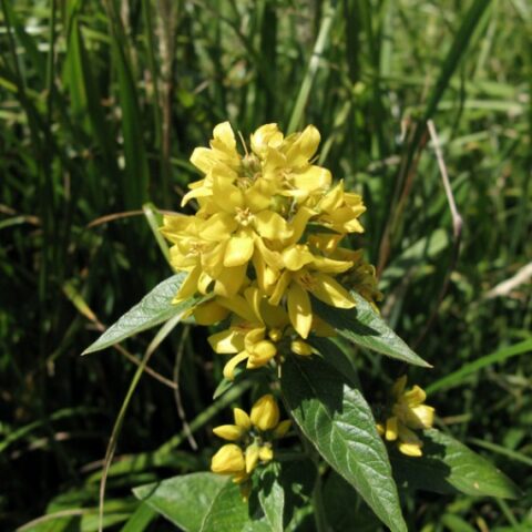 Lysimachia vulgaris [Vaso 18cm]
