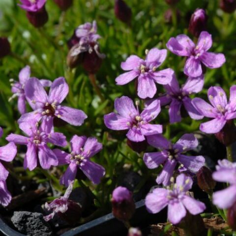 Silene acaulis "Floribunda" [Vaso 10cm]
