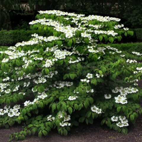 Viburnum plicatum "Mariesii" (Viburno) [Vaso 19cm]