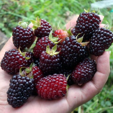 Mora dei Giardini Senza Spine (Rubus fruticosus) [Vaso 1,5 Litri]