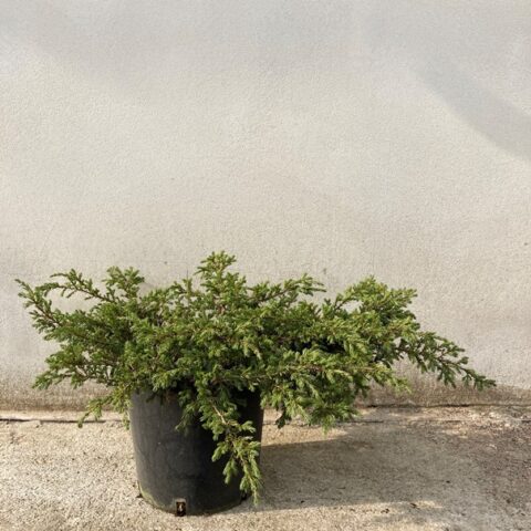 Juniperus communis "Green Carpet" (Ginepro comune) [Vaso 18cm]