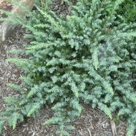 Juniperus conferta "Blue Pacific" (Ginepro) [Vaso 18cm]