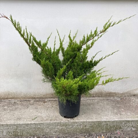 Juniperus x pfitzeriana "Gold Coast" (x media) (Ginepro) [Vaso 18cm]