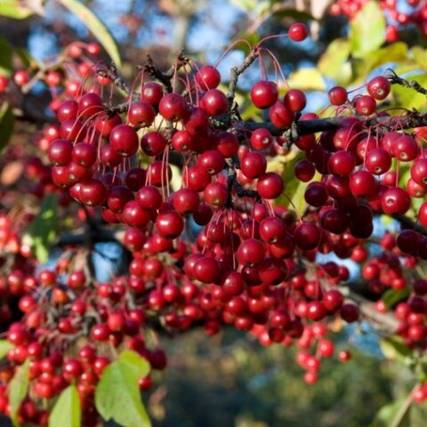 Aronia arbutifolia "Brilliant" (Red Chokeberry) [Vaso 18cm]