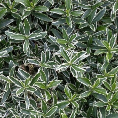 Euonymus japonicus "Microphyllus Albovariegatus" (Evonimo del Giappone) [Vaso 18cm]