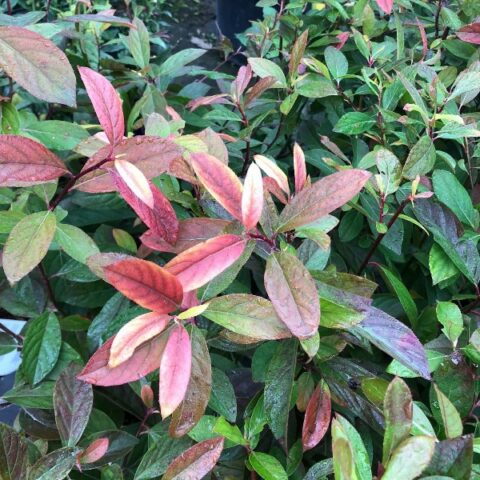 Itea virginica "Henry's Garnet" [Vaso 18cm]