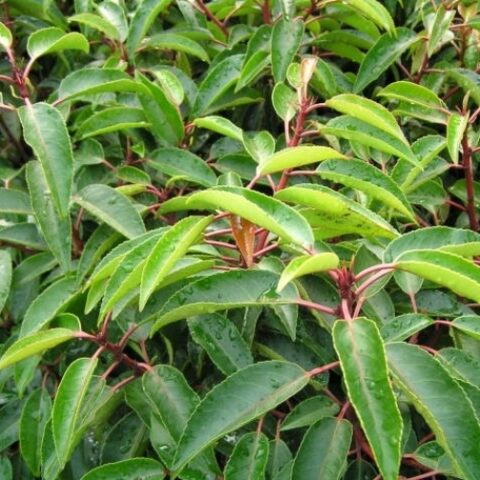 Prunus lusitanica "Angustifolia" (Lauro del Portogallo) [Vaso 18cm]