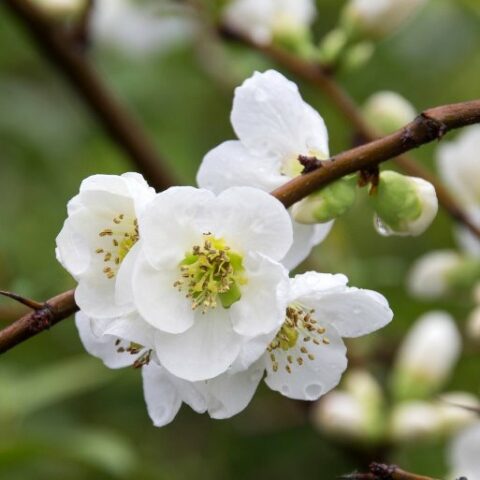 Chaenomeles x superba "Jet Trail" [Vaso 19cm]