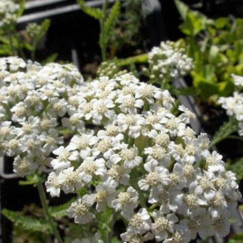 Achillea millefolium "Schneetaler" [Vaso 10cm]