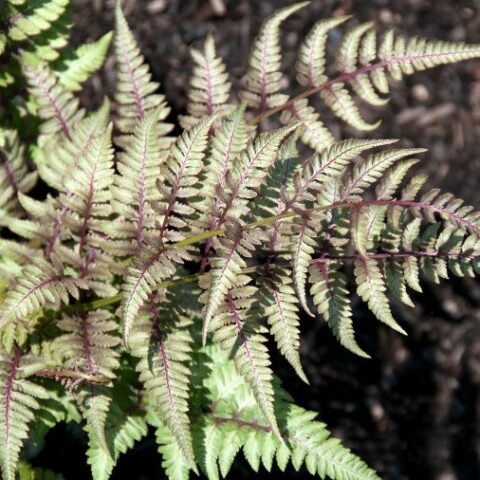 Athyrium niponicum pictum "Red Beauty" [Vaso 14cm]