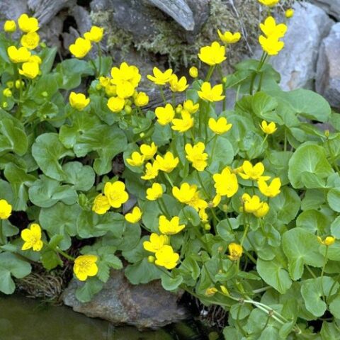 Caltha palustris "Bright Yellow"