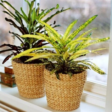 Codiaeum variegatum "Goldfinger" (Croton) [Vaso 15cm]