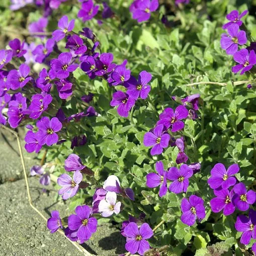 Aubrieta x cultorum "Whitewell Gem" (Aubrezia)