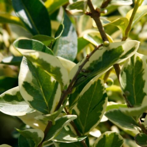 Ligustrum japonicum "Colombine" (Ligustro)