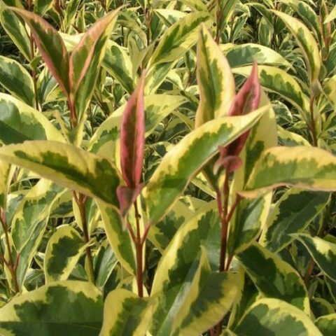 Ligustrum japonicum "Excelsum Tricolor" (Ligustro) [Vaso 18cm]