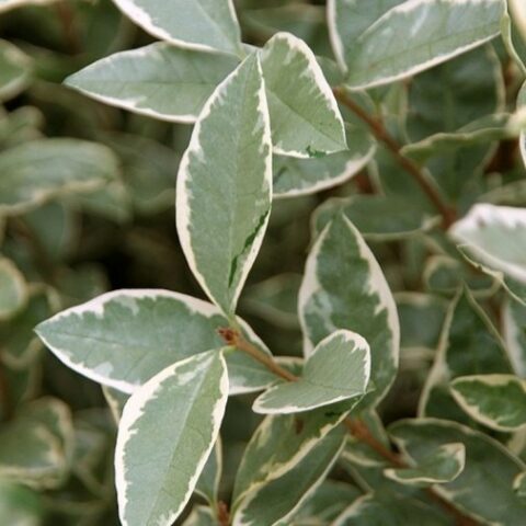 Ligustrum ovalifolium "Argenteum" (Ligustro) [Vaso 18cm]