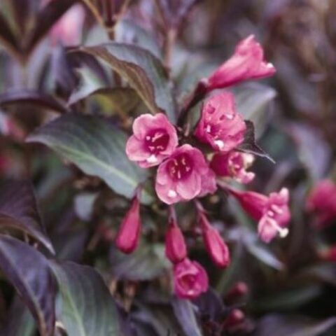 Weigela florida "Purpurea" [Vaso 18cm]
