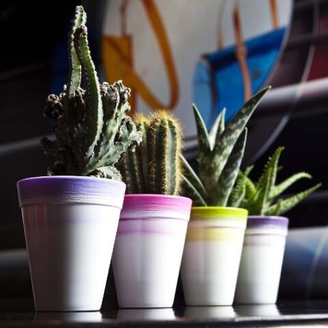 Vaso Idel Feel Dante Exclusive