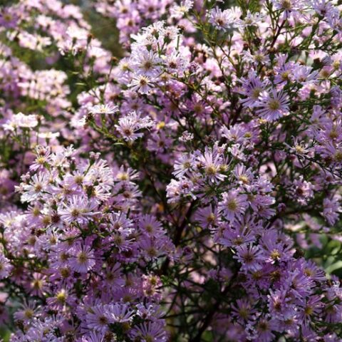 Aster ericoides "Pink Star"