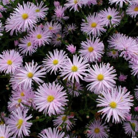Aster novi-belgii "Fellowship"