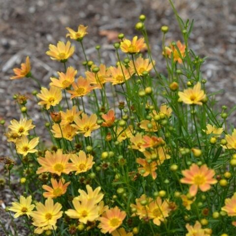 Coreopsis verticillata "Sweet Marmalade"