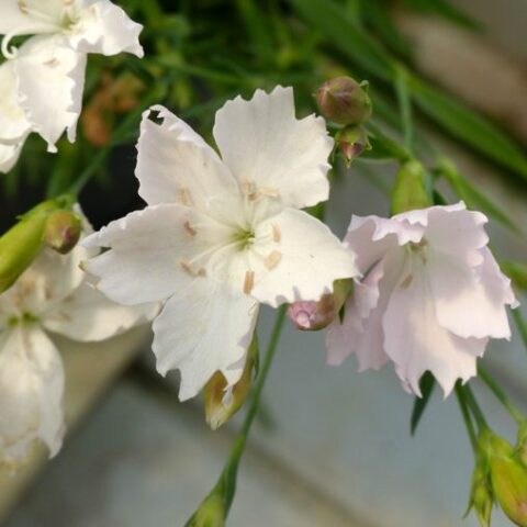 Dianthus "Waikiki White"