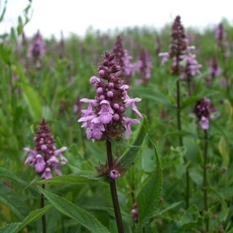 Stachys palustris