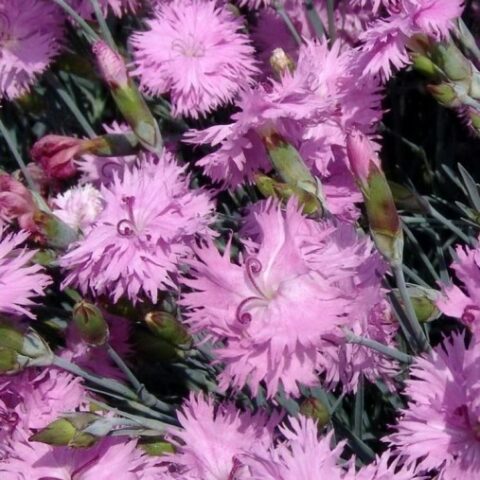 Dianthus plumarius "Roseus Plenus"