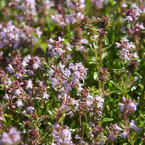 Thymus oenipontanus H. Braun (Timo di Innsbruck) (Autoctona certificata)
