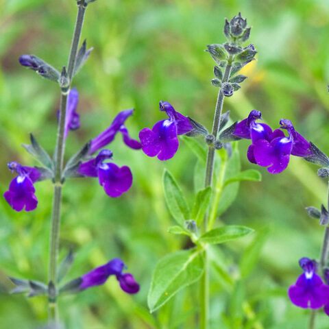Salvia lycioides