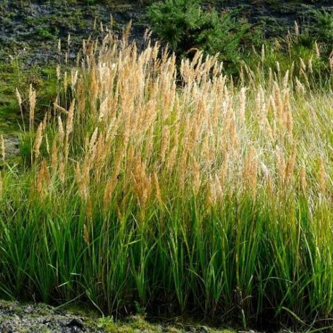 Calamagrostis epigejos [Vaso 10cm]
