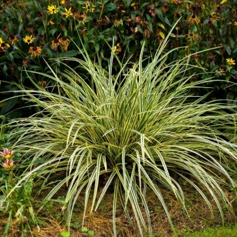 Carex morrowii "Goldband" (Carice) [Vaso 10cm]