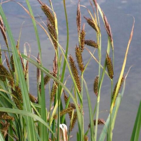Carex riparia (Carice) [Vaso 10cm]