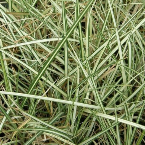 Carex riparia "Variegata" (Carice) [Vaso 10cm]
