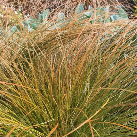 Carex testacea "Prairie Fire" (Carice) [Vaso 14cm]