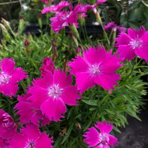 Dianthus "Kahori"