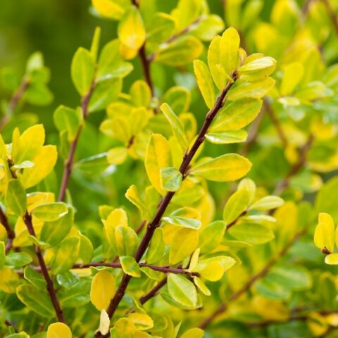 Ilex crenata "Golden Gem" (Agrifoglio)
