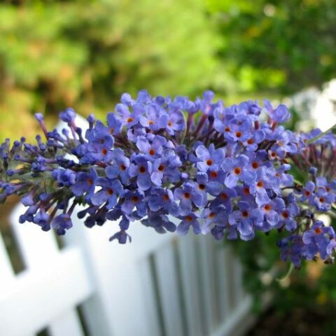 Buddleja davidii adonis blue "Adokeep" [Vaso 17cm]