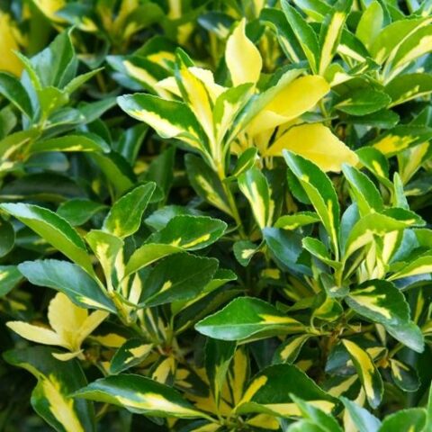 Euonymus japonicus "Livornese" (Evonimo del Giappone) [Vaso 18cm]