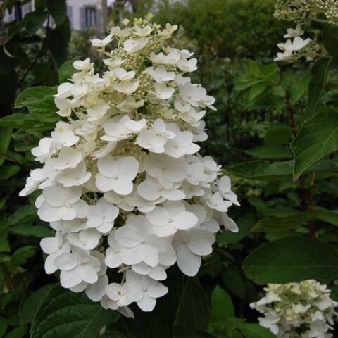 Hydrangea paniculata "Kyushu" (Ortensia) [Vaso 18cm]