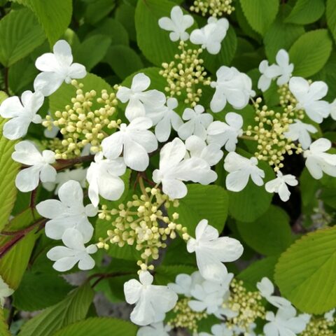 Viburnum plicatum "Tomentosum" (Viburno)