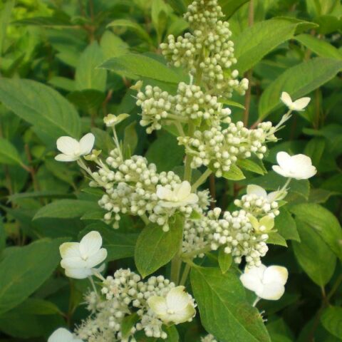 Hydrangea paniculata "Unique" (Ortensia) [Vaso 18cm]