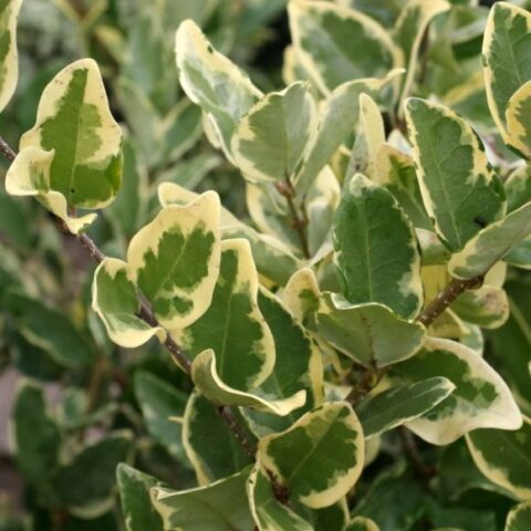 Ligustrum texanum "Silver Star" (Ligustro) [Vaso 18cm]