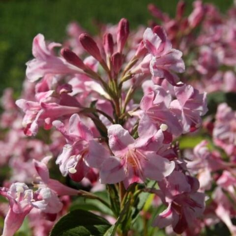 Weigela florida "Stelzneri" [Vaso 24cm]