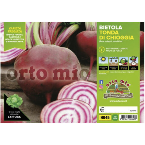 Bietola da orto tonda di Chioggia "Bersaglio F1" [1 Plateaux da 6]
